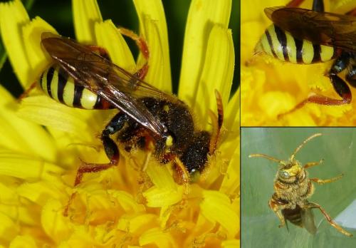 Réf. 201 614 : Nomada (bifasciata-fucata)